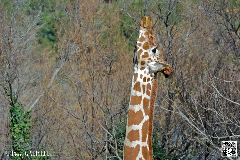 girafe_6855.jpg