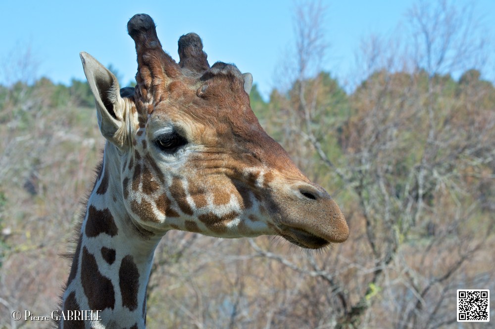 girafe_6867.jpg