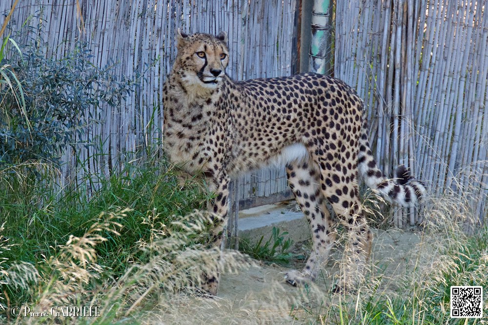 guepard_7080.jpg