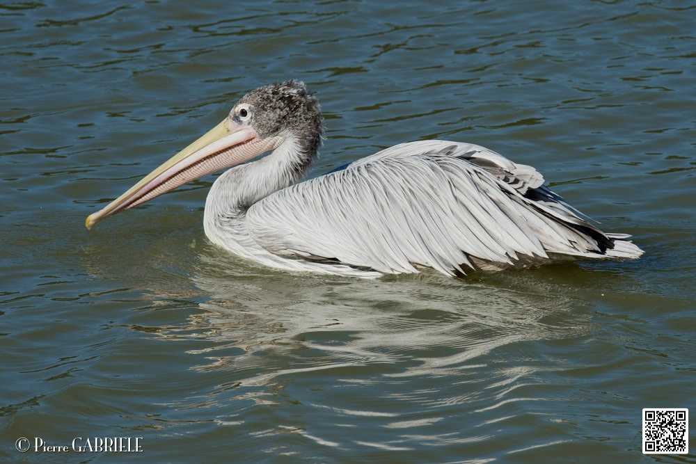 pelican_7041.jpg