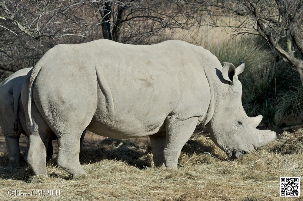 rhinoceros-blanc_6762.jpg