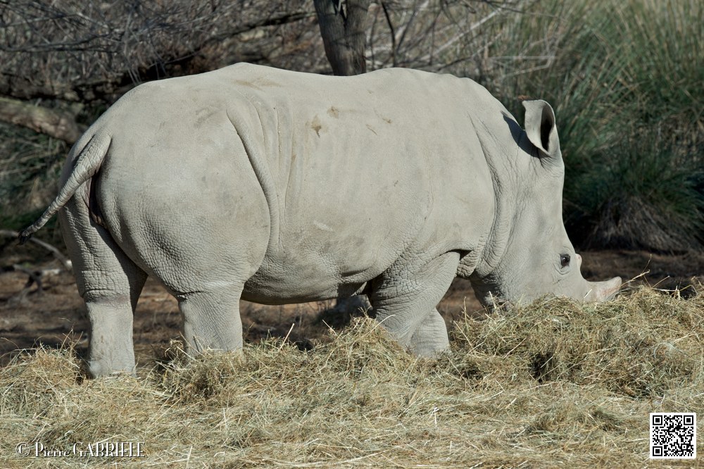 rhinoceros-blanc_6766.jpg
