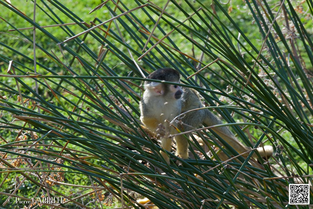 singe_7101.jpg
