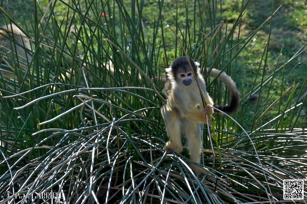 singe_7104.jpg