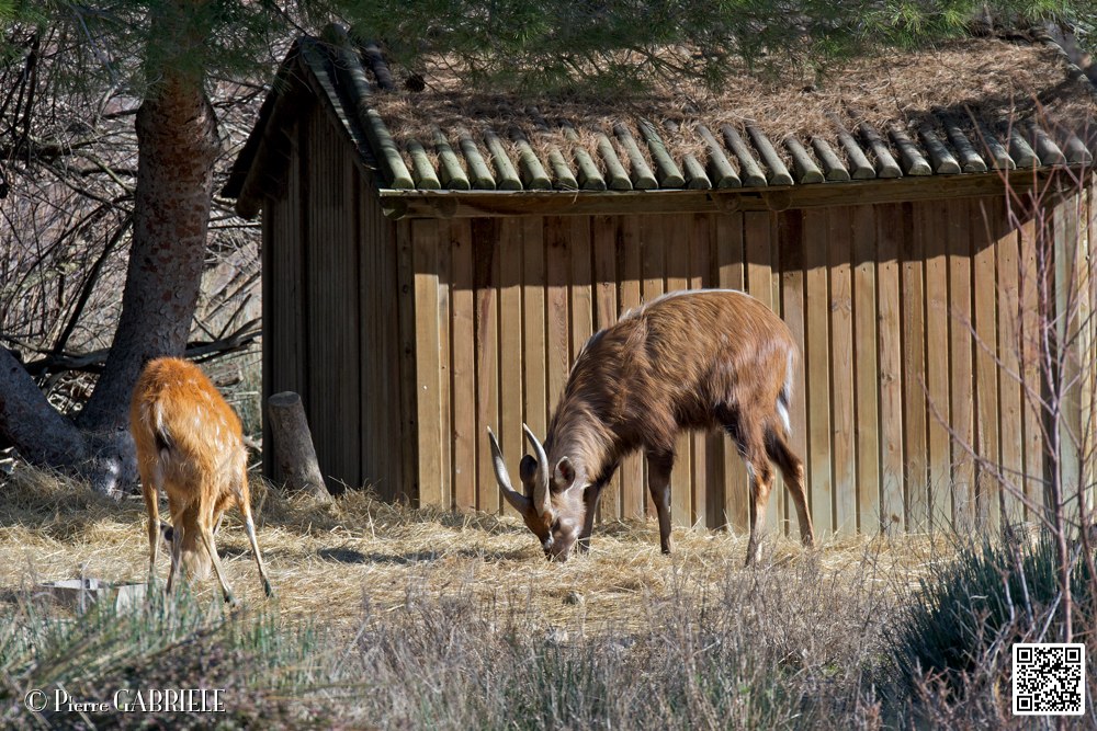 sitatungas_6759.jpg