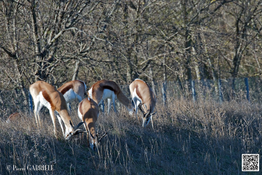 springboks_6716.jpg