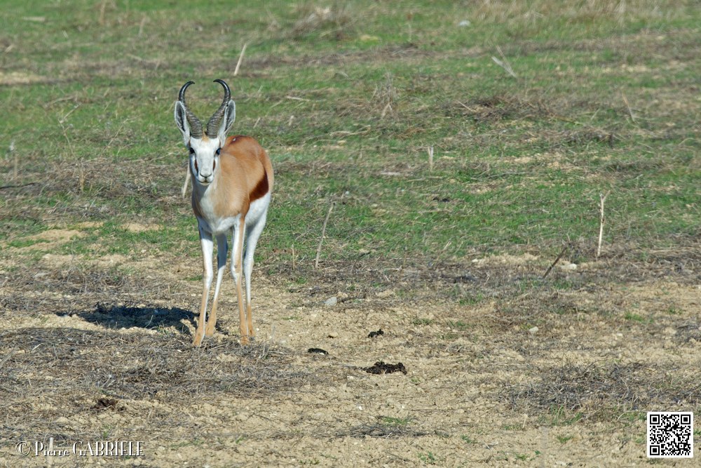 springboks_6730.jpg