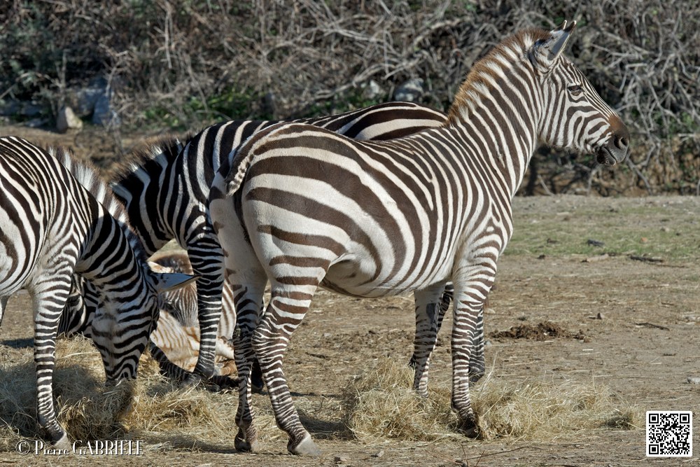 zebre_6790.jpg