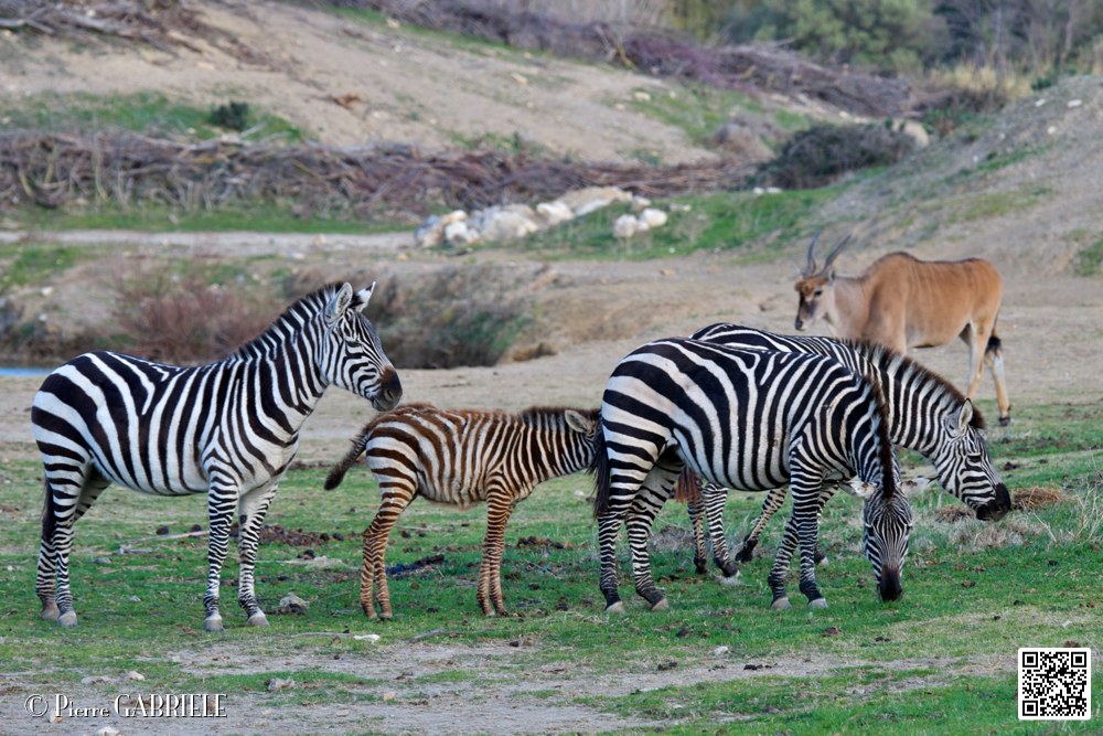 zebre_7107.jpg