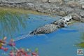 alligator_6957