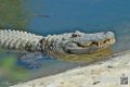 alligator_6960