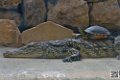 alligator_6976