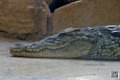alligator_6979