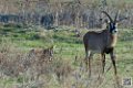 antilopes-rouanne_6733