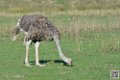 autruche_6718
