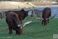 boeuf-watussi_7108