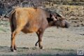 buffle-nain_6700