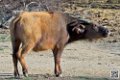 buffle-nain_6701