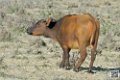buffle-nain_6745