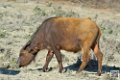 buffle-nain_6746