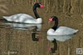 cigne_6820