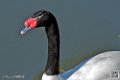 cigne_6822