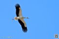 cigogne_6837