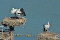 cigogne_6843