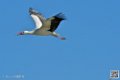 cigogne_6878