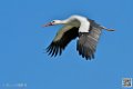 cigogne_6879