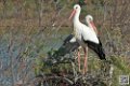 cigogne_6907