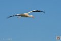 cigogne_7056