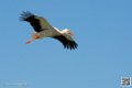 cigogne_7057