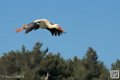 cigogne_7058