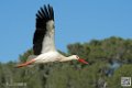 cigogne_7060