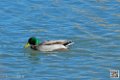 col-vert_7013