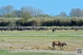 elands-du-cap_7007