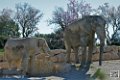 elephant_6988