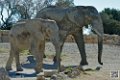 elephant_6992