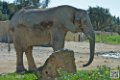 elephant_6994