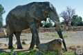 elephant_6995