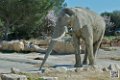 elephant_7002