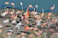 flament-rose_6831
