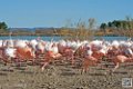 flament-rose_6899