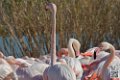 flament-rose_6900