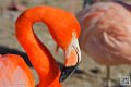 flament-rose_6915
