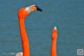 flament-rose_6916