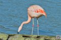 flament-rose_6919
