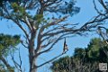 gibbon_6787