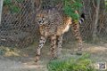guepard_7082